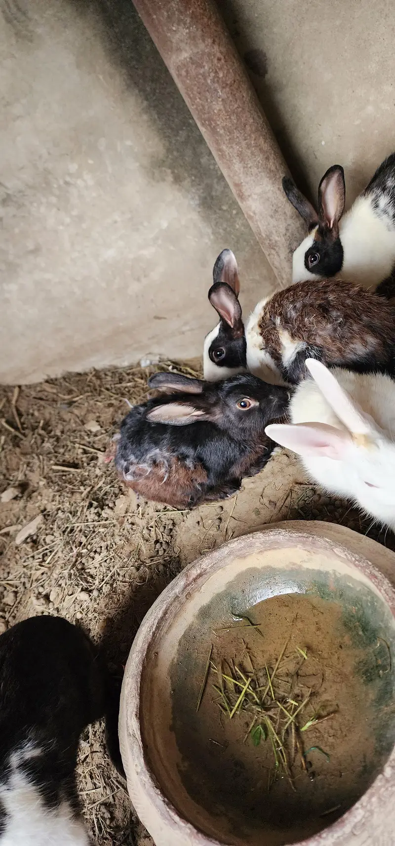 rabbits for sale / 3female/ 2male/ 3 babys — photo 3