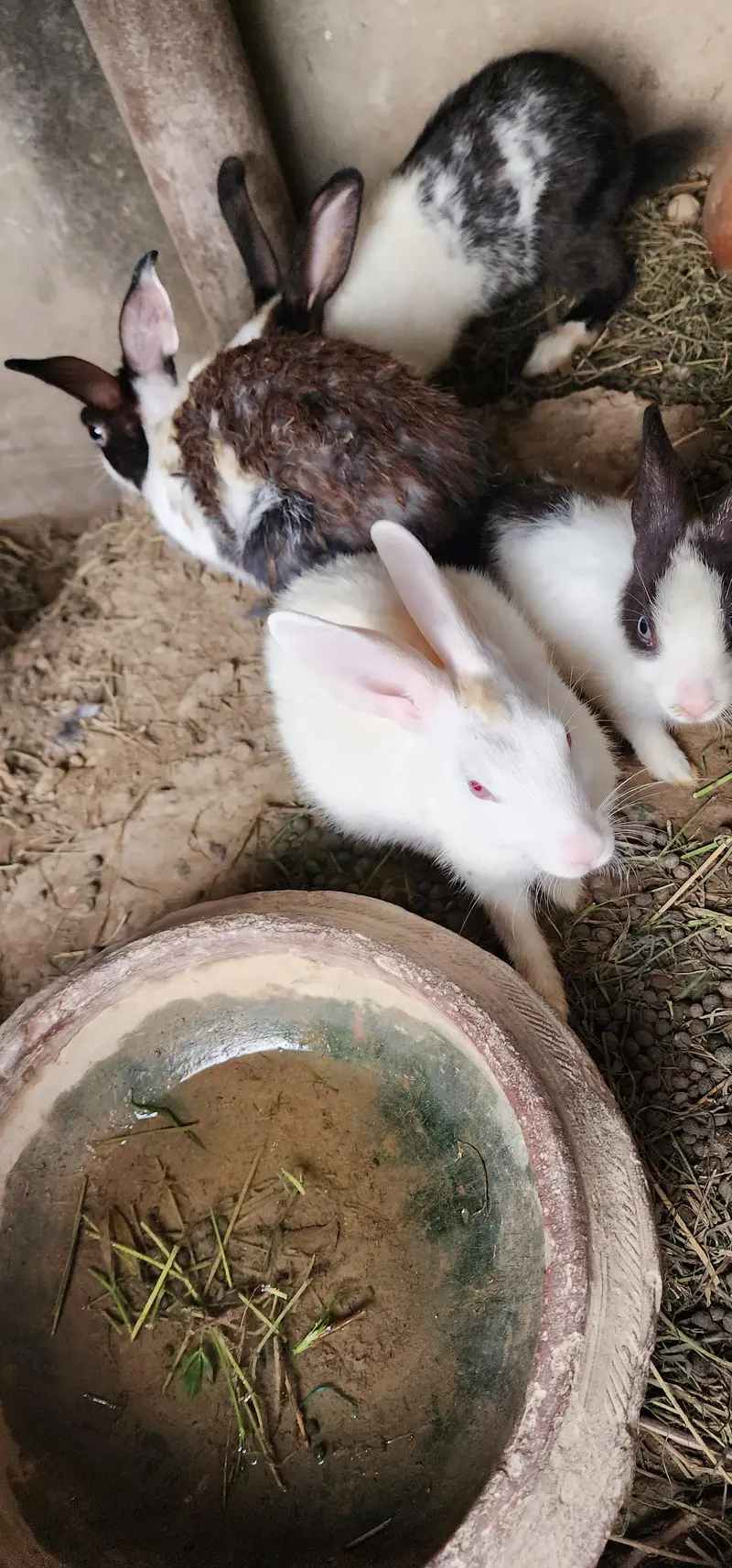 rabbits for sale / 3female/ 2male/ 3 babys — photo 4