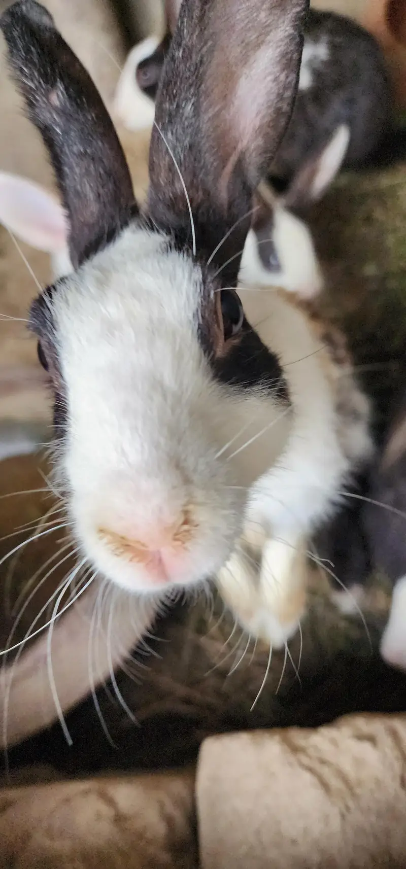 rabbits for sale / 3female/ 2male/ 3 babys — photo 5