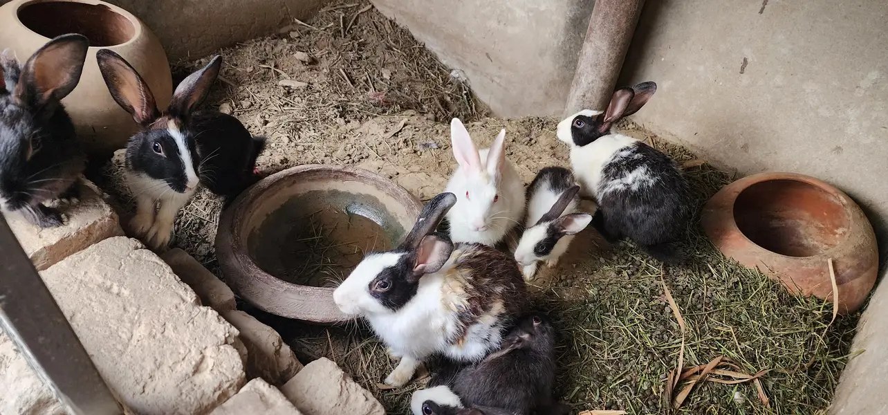 rabbits for sale / 3female/ 2male/ 3 babys — photo 6
