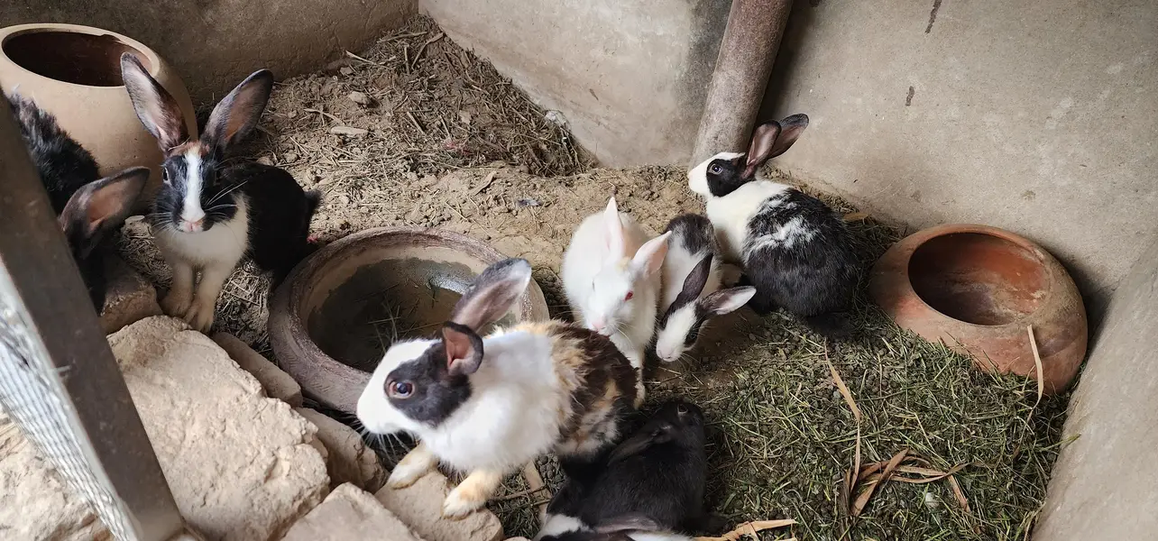 rabbits for sale / 3female/ 2male/ 3 babys — photo 7