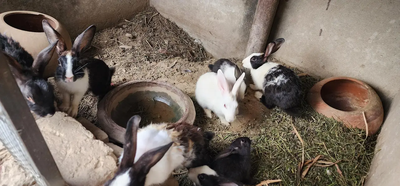 rabbits for sale / 3female/ 2male/ 3 babys — photo 8