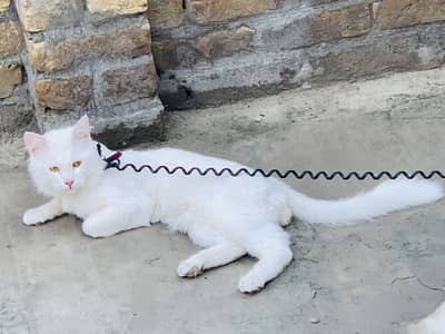 Only Buyer can message