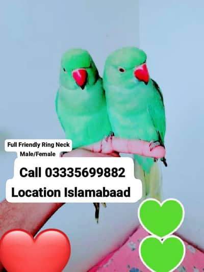 Single 5,500 Hand Tamed Friendly Green Ring Neck Male/Female Parrots