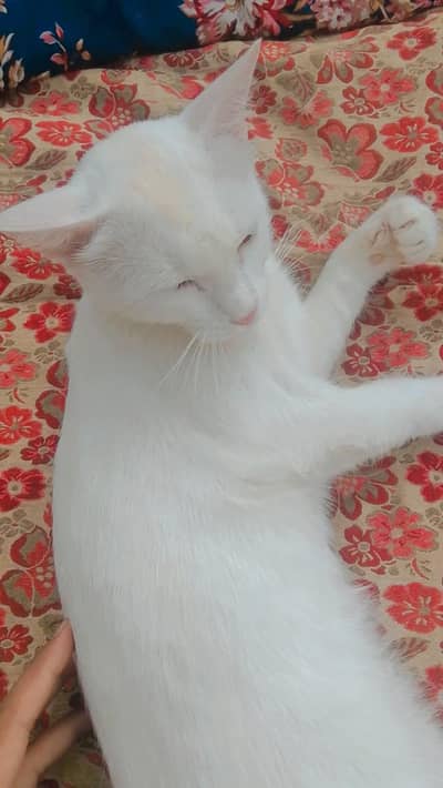 Healthy white Persian female cat | friendly & playful | for sale