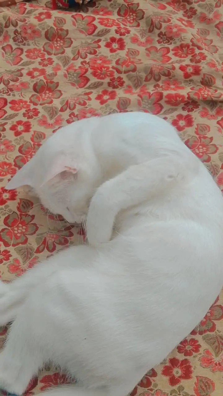 Healthy white Persian female cat | friendly & playful | for sale — photo 2