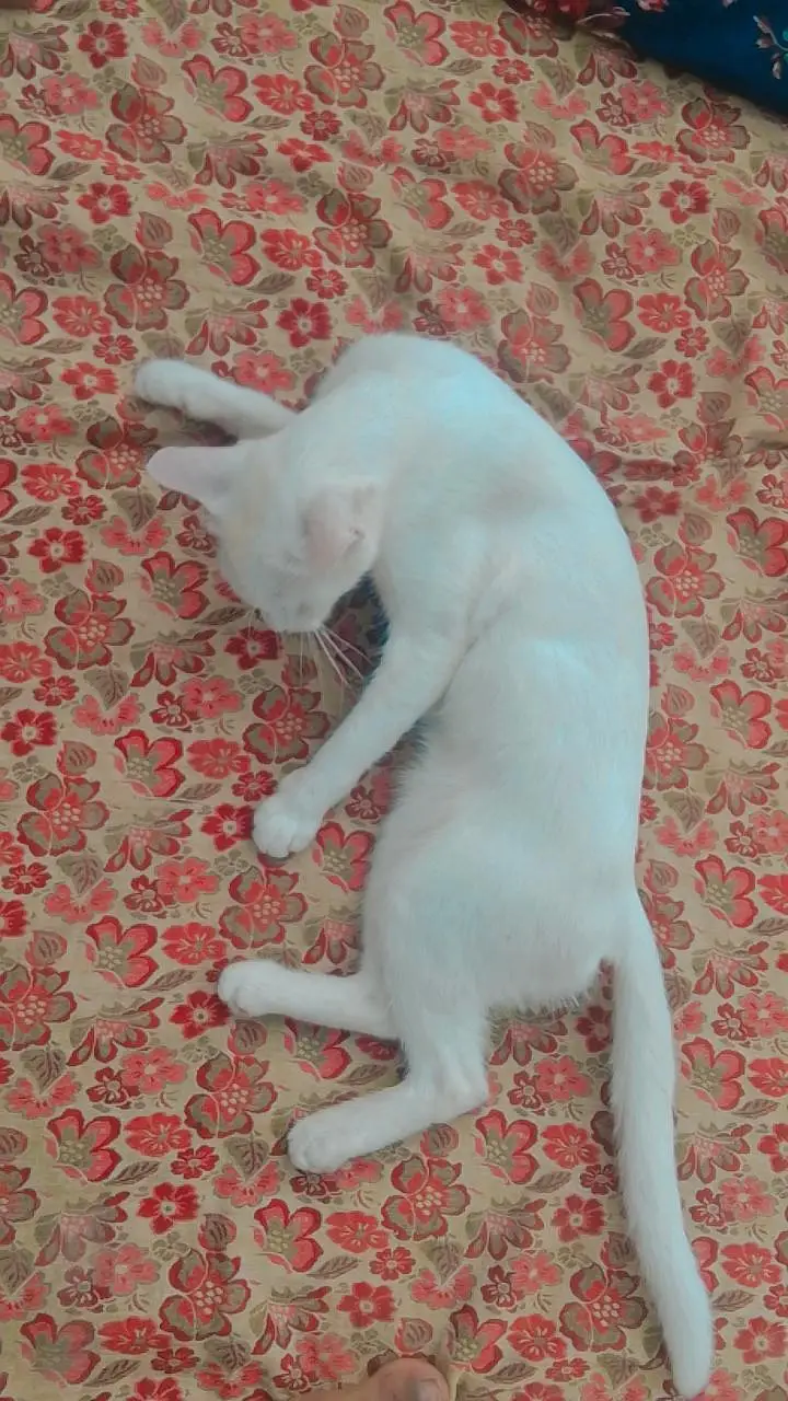 Healthy white Persian female cat | friendly & playful | for sale — photo 3