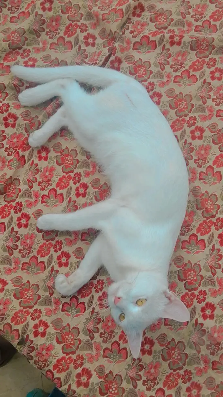 Healthy white Persian female cat | friendly & playful | for sale — photo 4