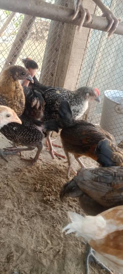 golden misri chicks for sale