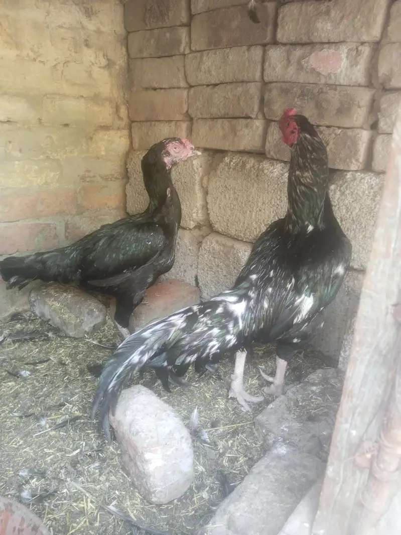 lasani — photo 3