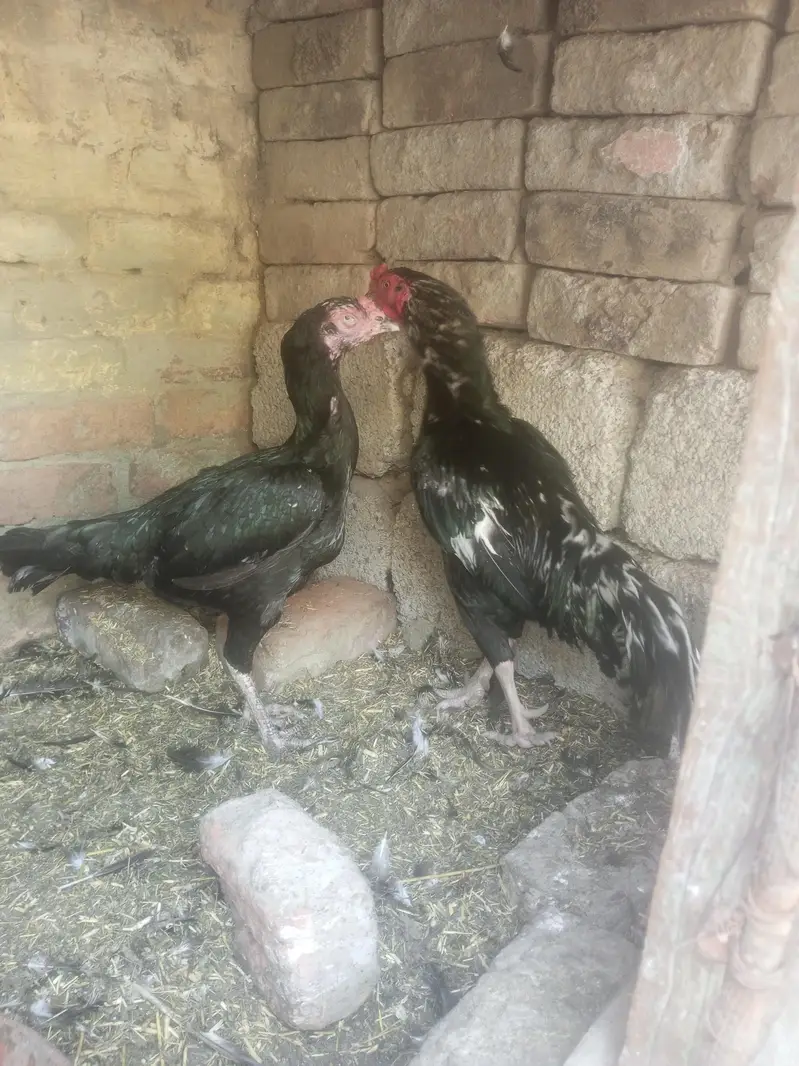 lasani — photo 4