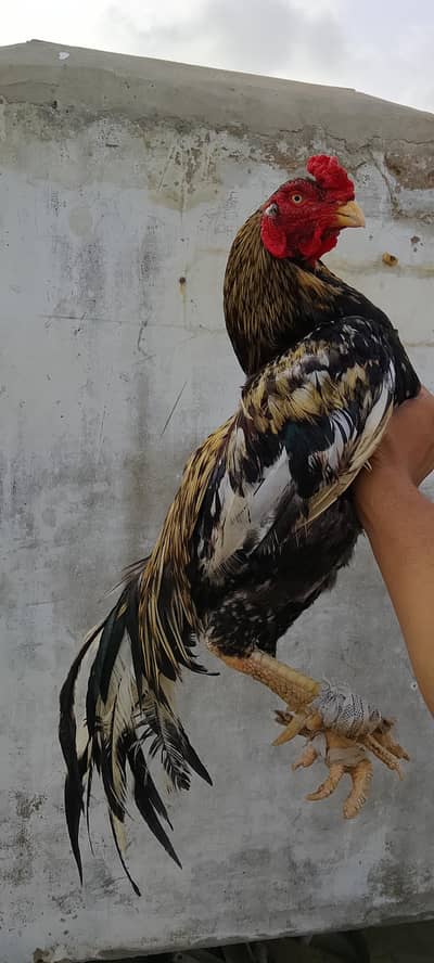 punjab old blood line breeder pair avilabe Whatsapp no 03435602841