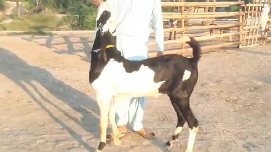 desi Bakra for sale/03487390292