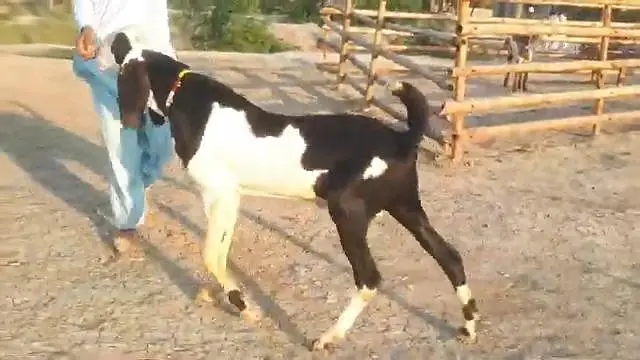 desi Bakra for sale/03487390292 — photo 2