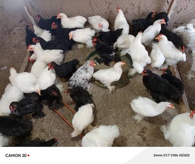 bentum male for sale