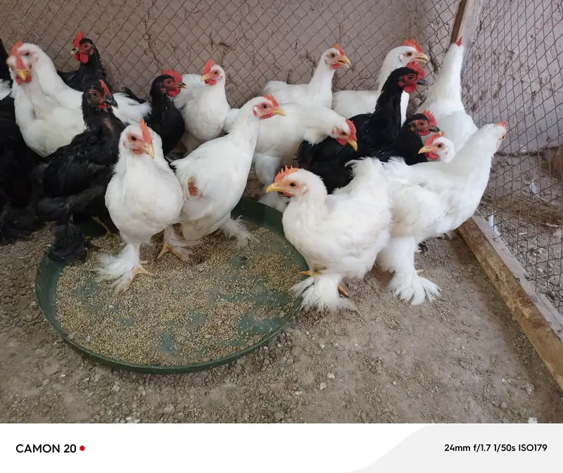 bentum male for sale — photo 2