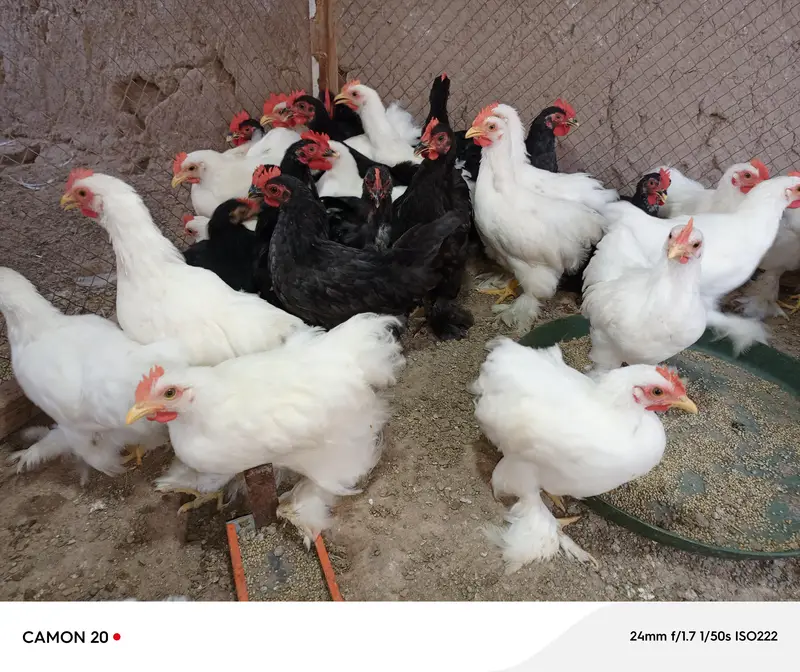 bentum male for sale — photo 3