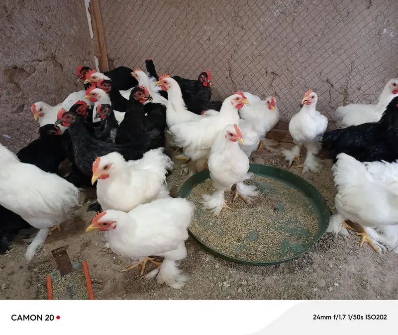 bentum male for sale — photo 4
