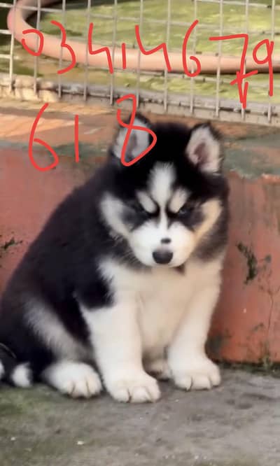 husky dog white and black