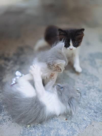 Each Kitten Price Mention Ki Hai