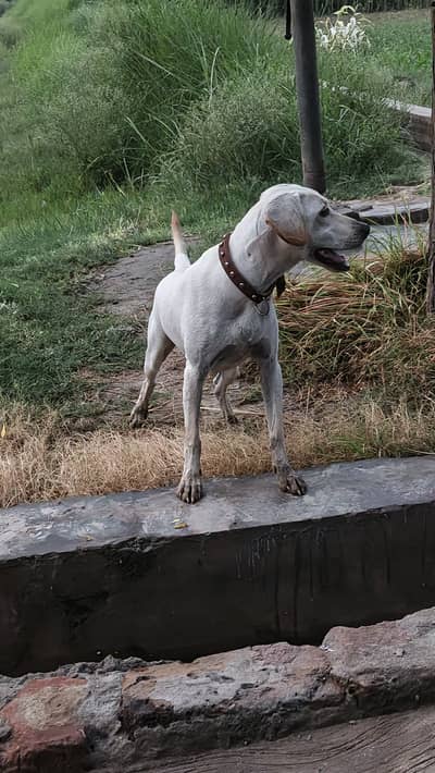 Labrador Dog For Sale