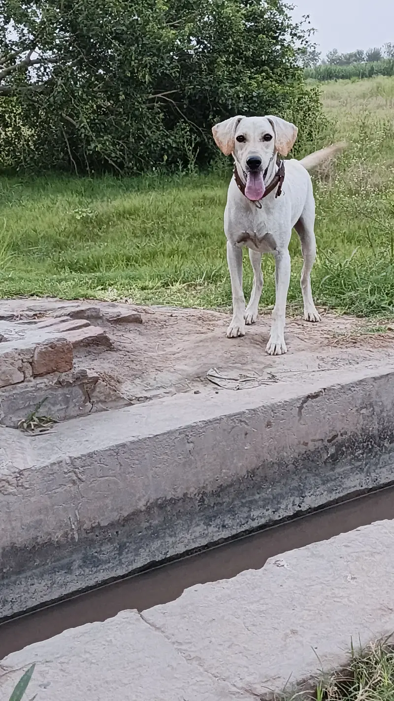 Labrador Dog For Sale — photo 2