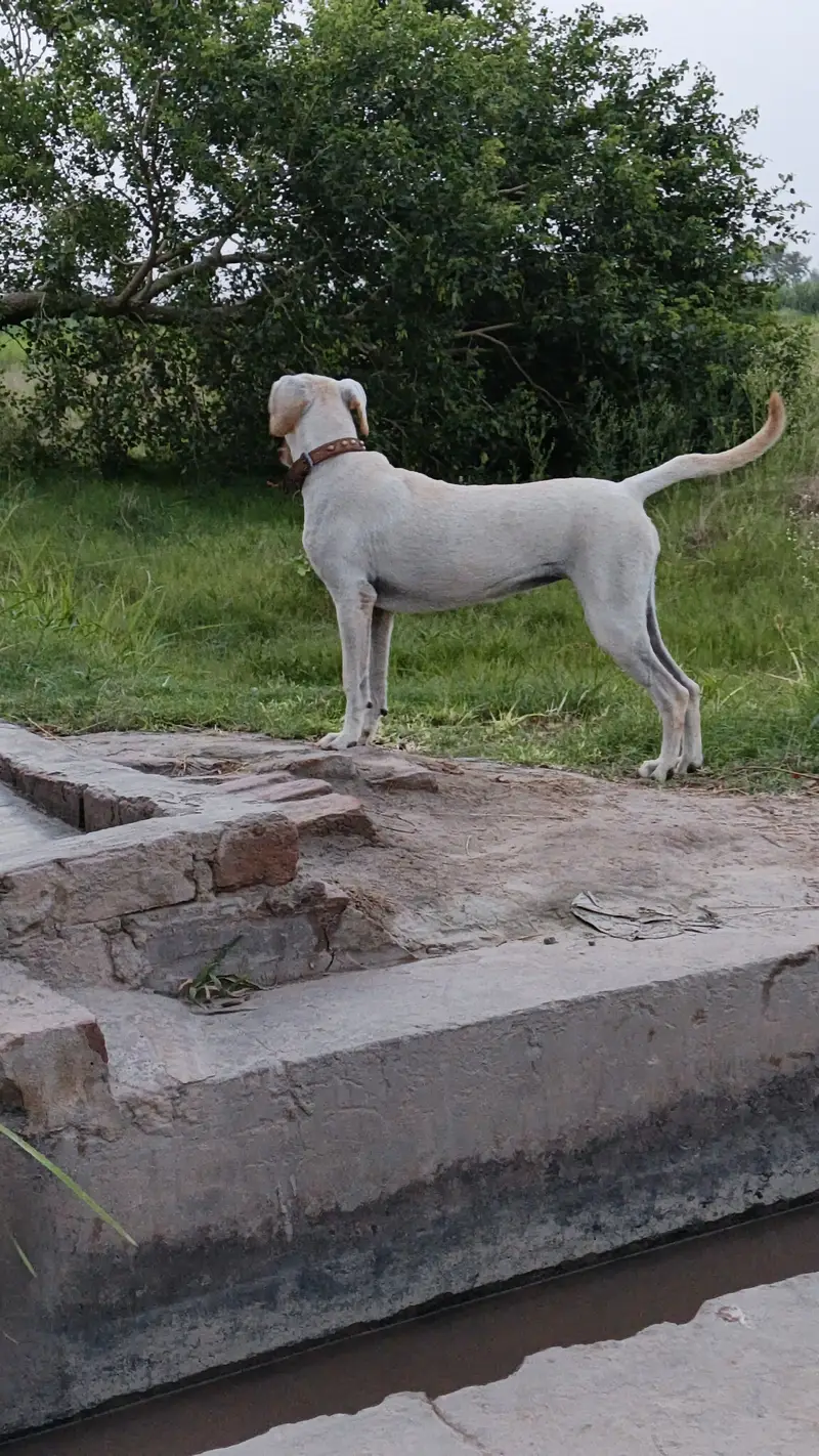 Labrador Dog For Sale — photo 3