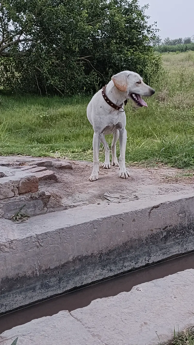 Labrador Dog For Sale — photo 4