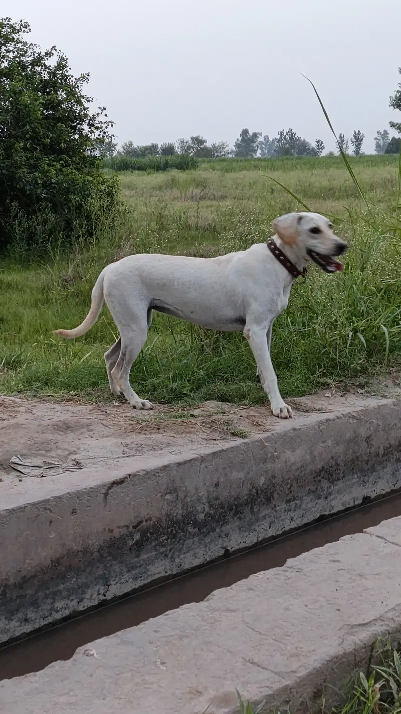 Labrador Dog For Sale — photo 5