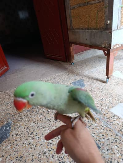Raw parrot