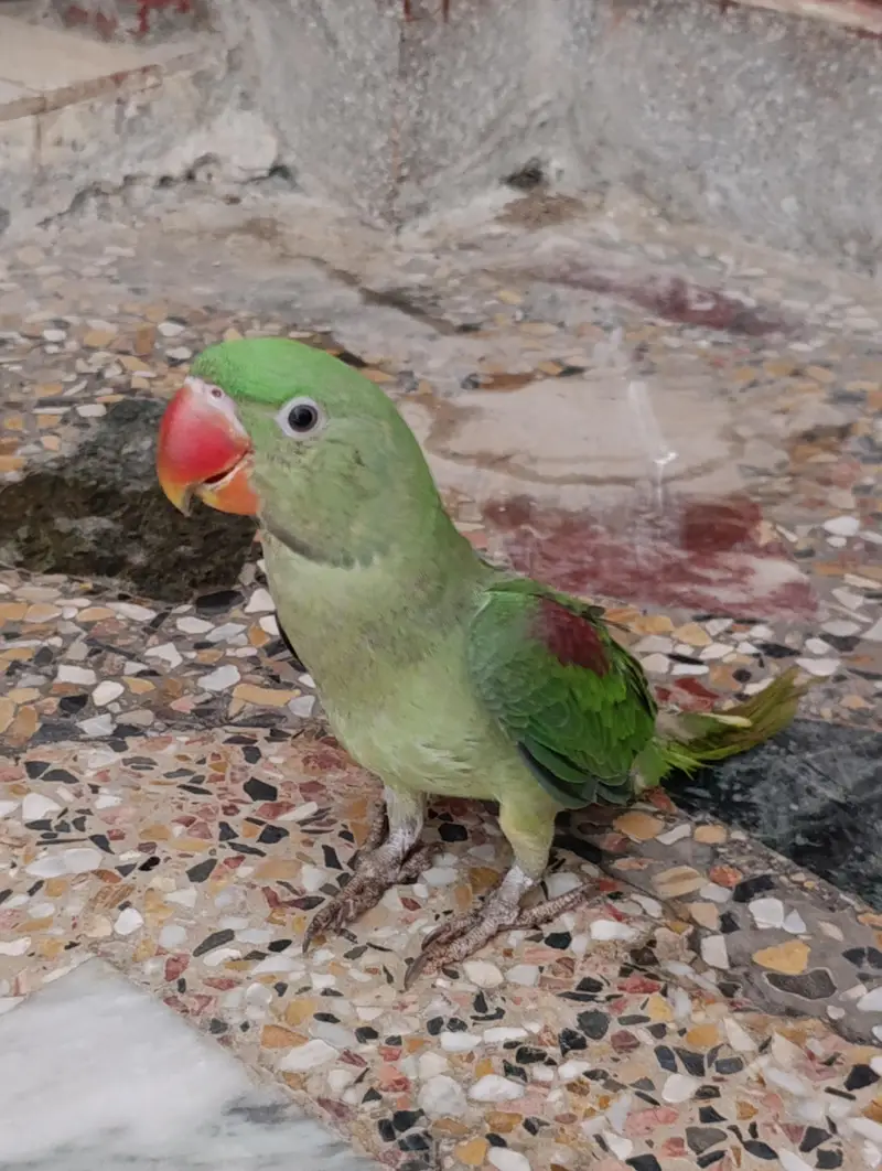 Raw parrot — photo 2