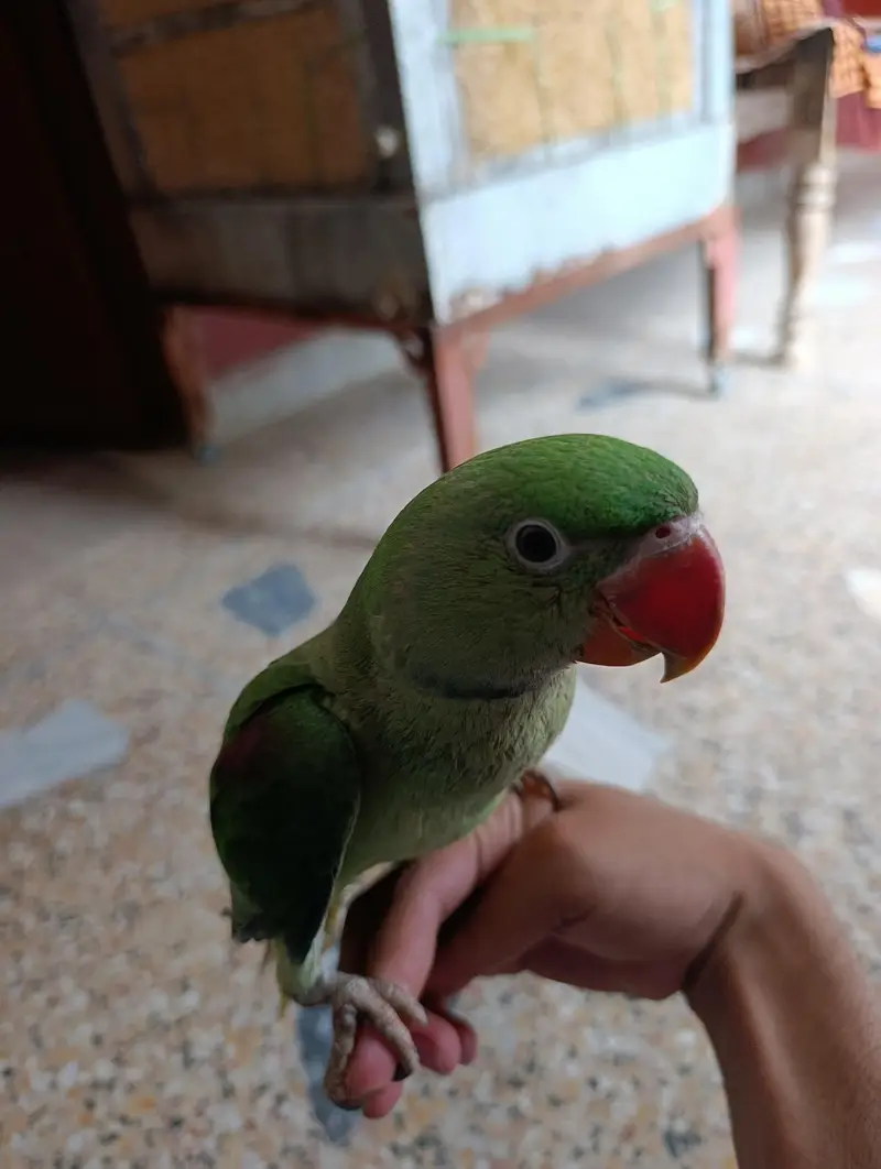 Raw parrot — photo 3