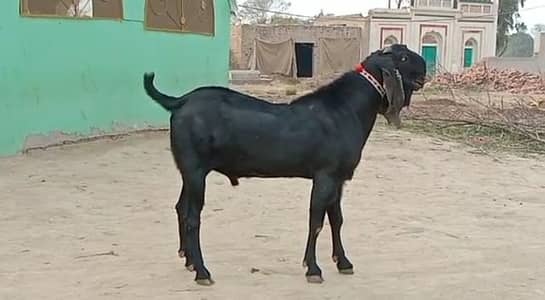 desi Bakra for sale WhatsApp/03364988962