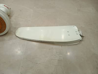 Royal fan in cheap price