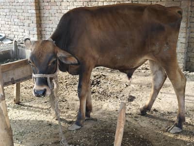 Bull for sale Umar one year