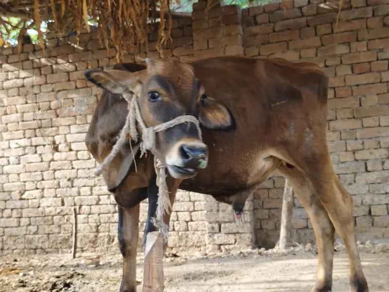 Bull for sale Umar one year — photo 2