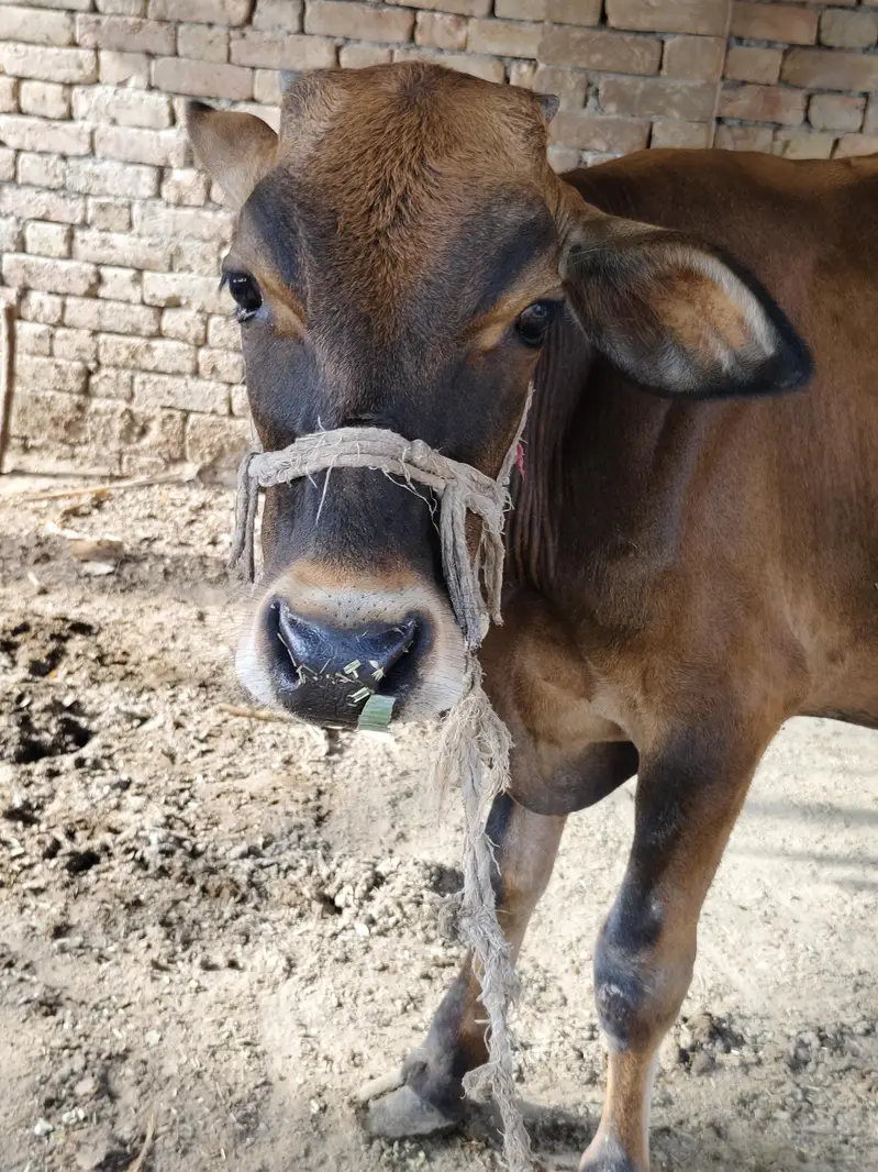 Bull for sale Umar one year — photo 3