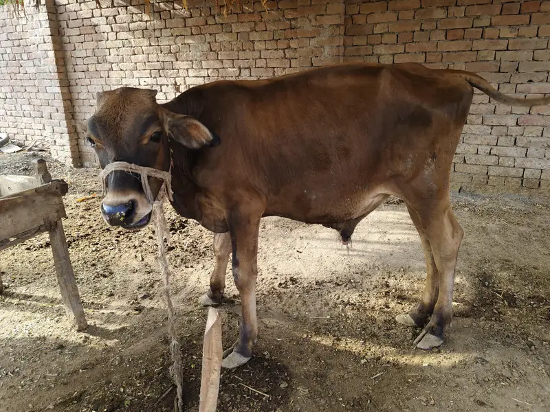 Bull for sale Umar one year — photo 4