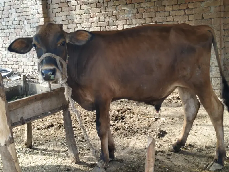 Bull for sale Umar one year — photo 5