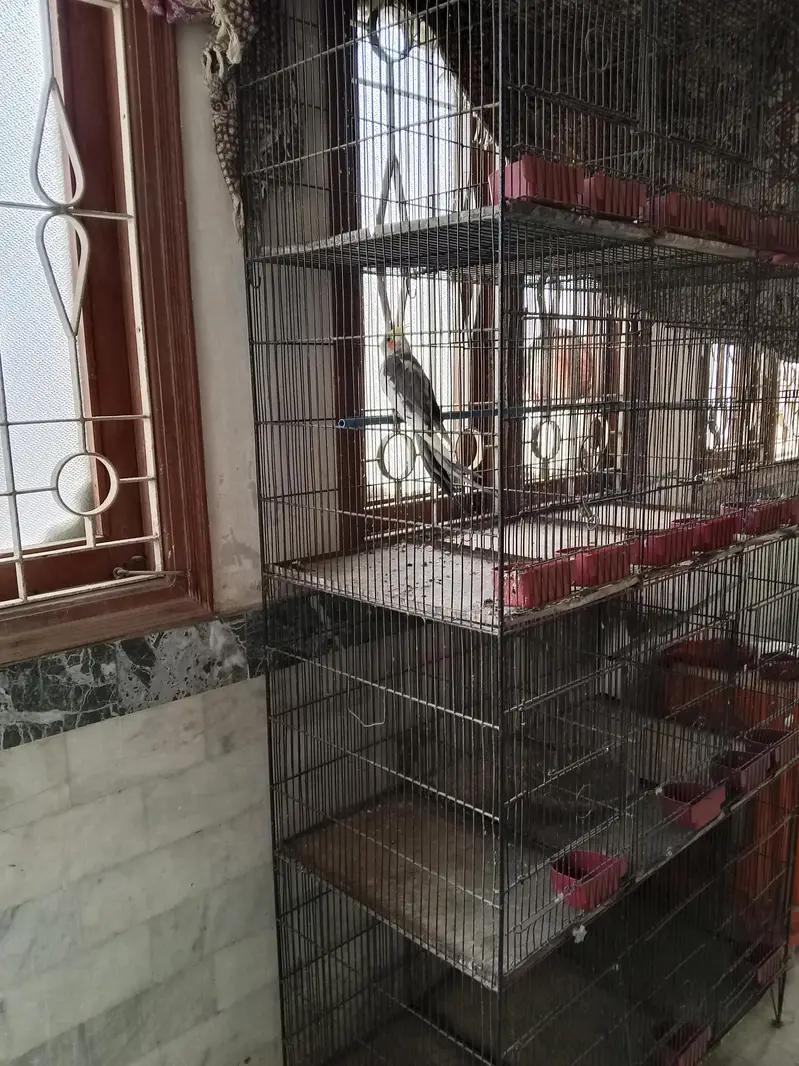 birds cage — photo 2