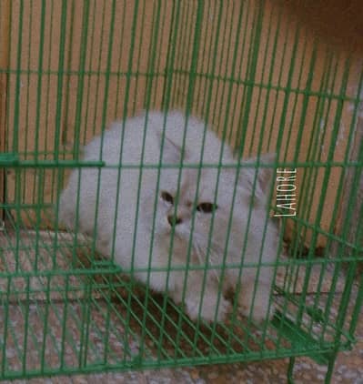 Pure Himalayan Male Cat for Sale | 1.5 Years Old | Healthy
