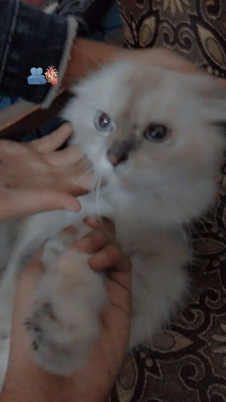 Pure Himalayan Male Cat for Sale | 1.5 Years Old | Healthy — photo 2