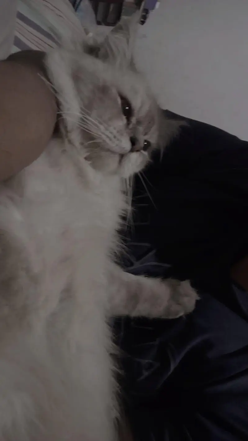 Pure Himalayan Male Cat for Sale | 1.5 Years Old | Healthy — photo 3