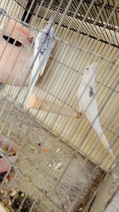 spottedmale +v pied butterfly female breeder pair. . 03364306545