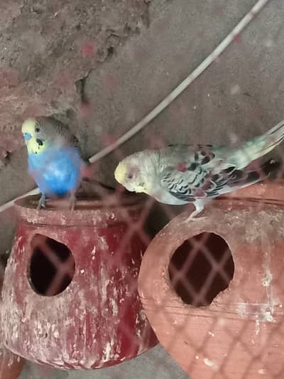 2 budgies  breding pairs for sale