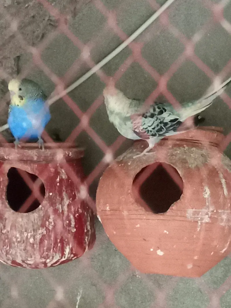 2 budgies  breding pairs for sale — photo 2