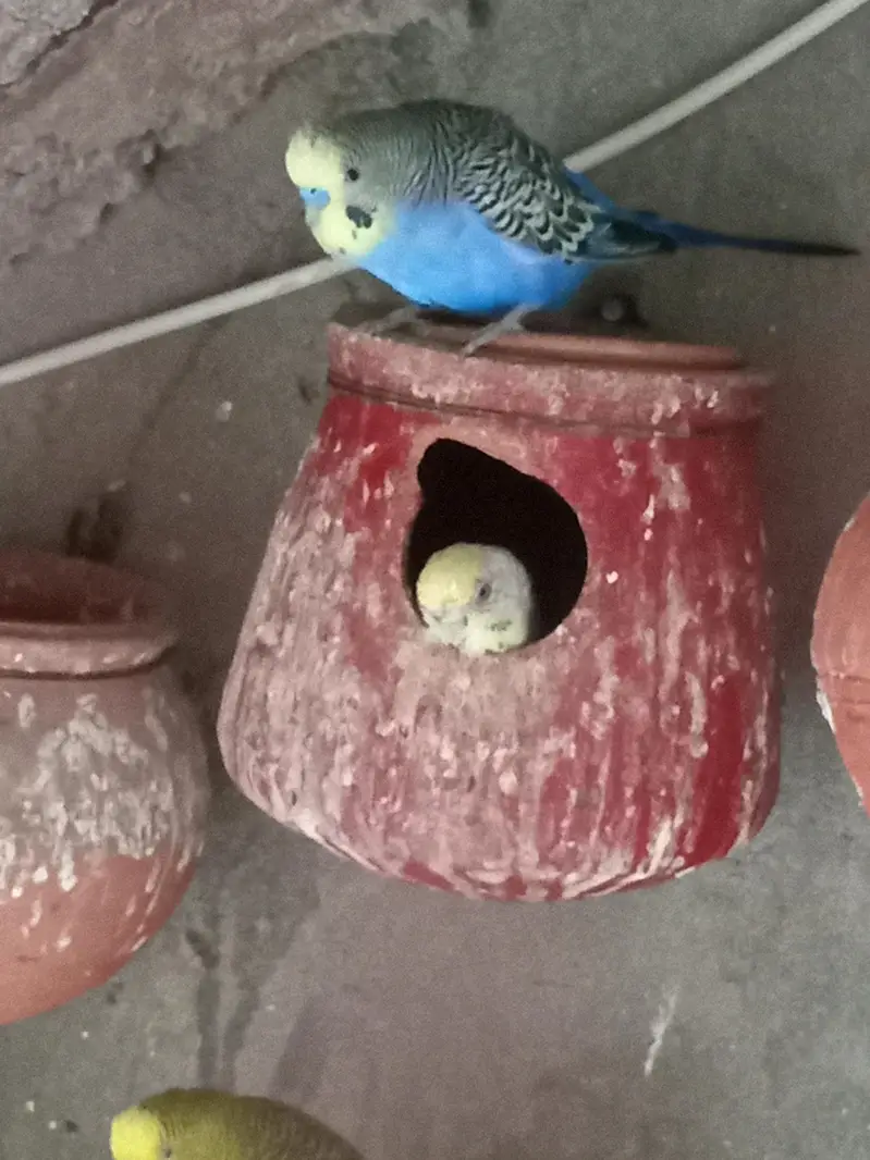 2 budgies  breding pairs for sale — photo 3