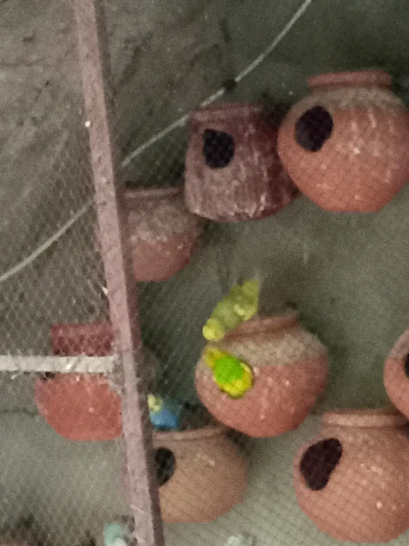 2 budgies  breding pairs for sale — photo 4