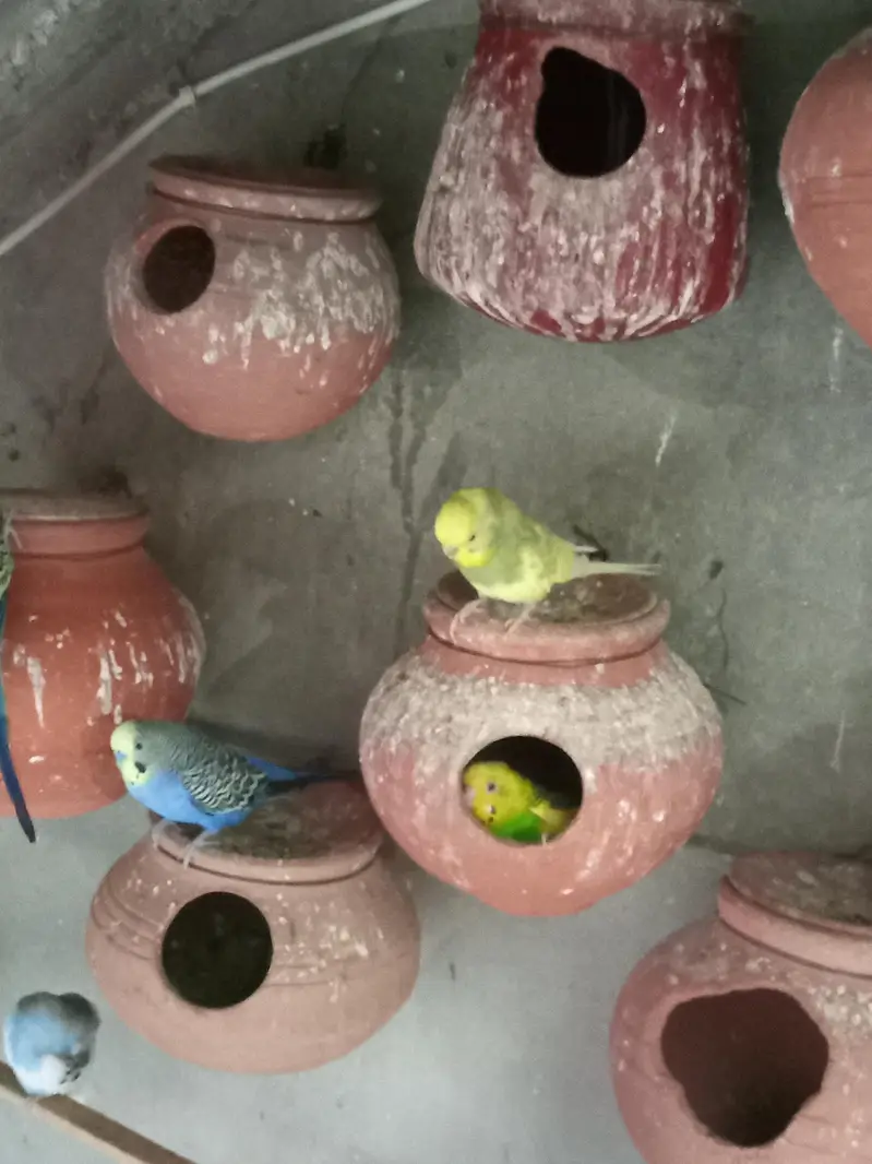 2 budgies  breding pairs for sale — photo 5