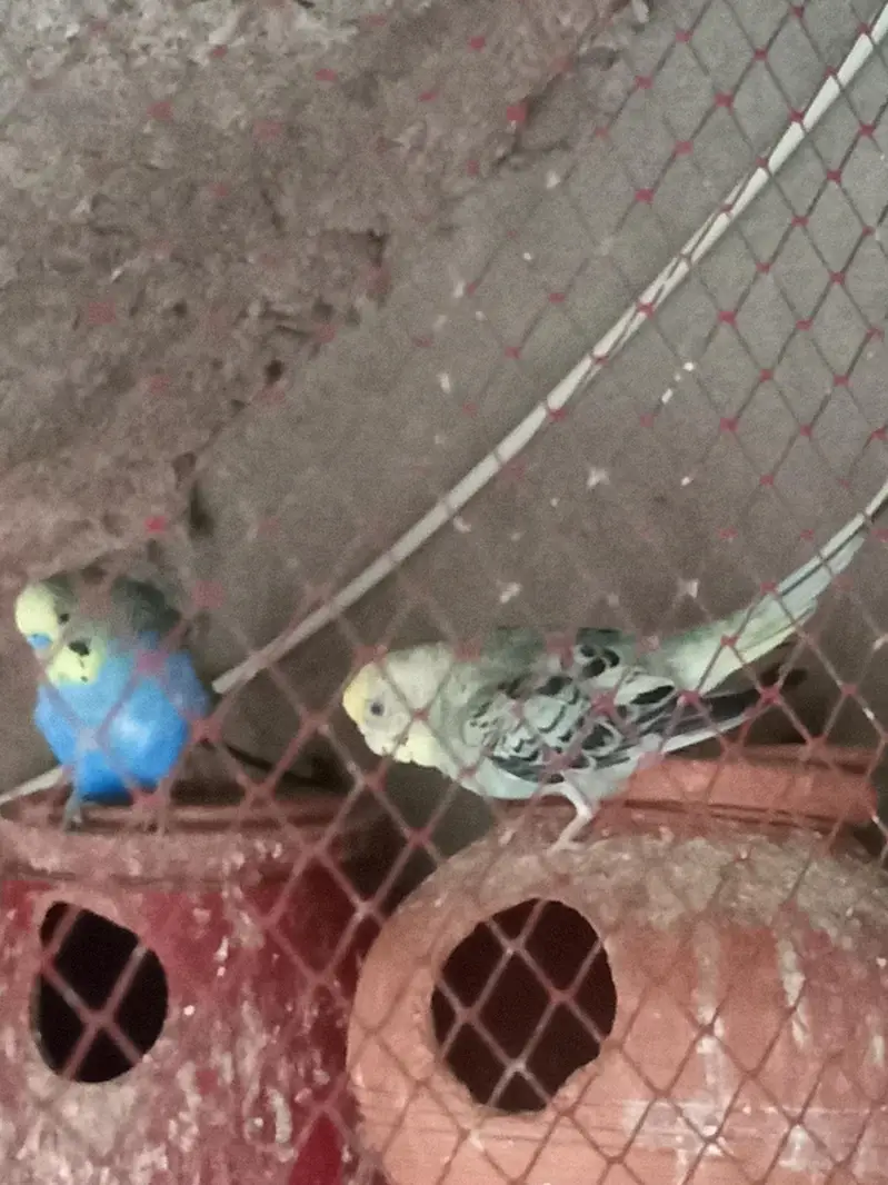 2 budgies  breding pairs for sale — photo 6